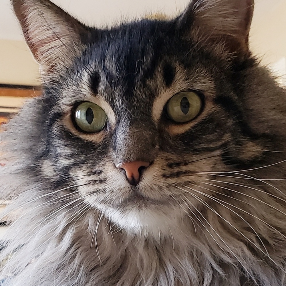 Meet your Posher, Nancy